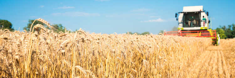 combine-harvester-working-in-the-wheat-field.jpg